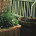 Veggie & Container Gardens